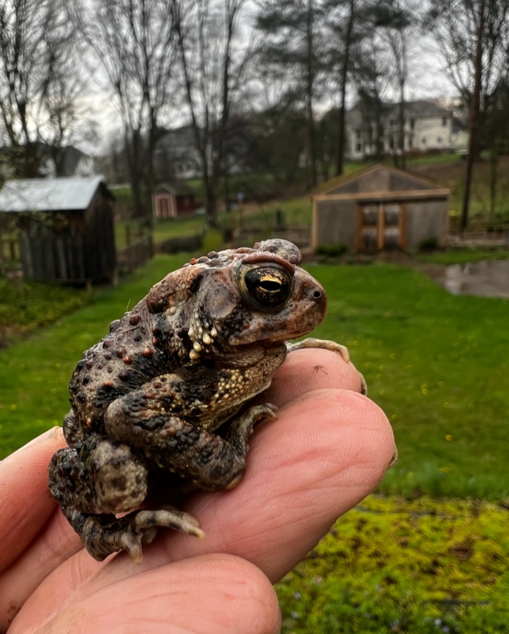 American Toad